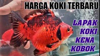 UPDATE CEK HARGA TERBARU MAS KOKI TERMURAH GROSIRAN TERLENGKAP ROBY PASAR IKAN HIAS JATINEGARA