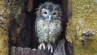 Tawny Owl Chick Gets Drenched    Bonnie & Ozzy  Robert E Fuller