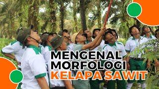 Mari Mengenal Morfologi Kelapa Sawit 