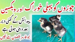 When we  should be give  first feed  and first vaccine to Chicks