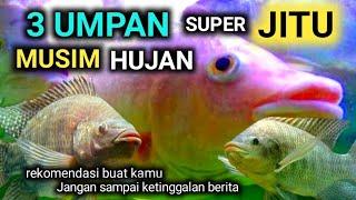 umpan super jitu nila dan mujair di musim hujan