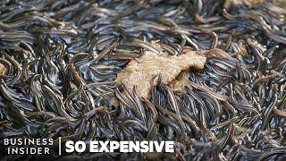Why Japanese Eel Is So Expensive  So Expensive