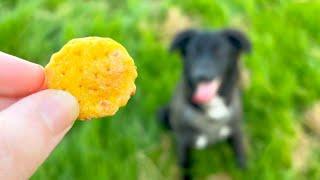 Homemade Dog Biscuits  Treats So Healthy and Good That You Can Eat Them Too