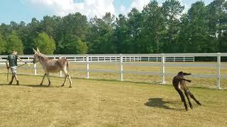 Jenny donkey with baby