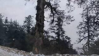 Snowfall Captured in Kalinchowk