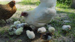 2 mother chickens take care of their chicks - baby chickens first time playing and eating