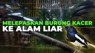 PERTAMA KALI.. MELEPASKAN BURUNG KACER KE ALAM LIAR..