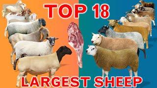 Top 18 Largest Sheep Meat Breeds in the World  Domestic Sheep Breeds  Country by Country  Ramadan