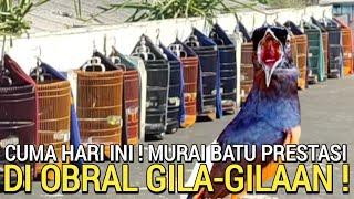 MUMPUNG ADA  MURAI ANTI BISU DI OBRAL HARGA 19JT FULL SET FREE ONGKIR DI TOKO RBK BIRD FARM