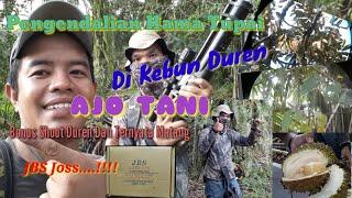 Pengendalian Hama Tupai Di Kebun Duren Ajo Tani Bonus Shoot Duren Matang