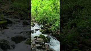  Breath Of The Forest【Meditation Music by Doczky】FxProSound