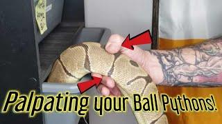 Palpating your Ball Pythons Future of OMalleys?