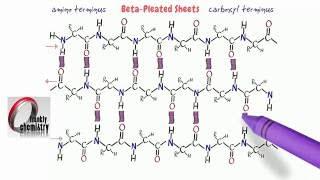 Amino Acids 8. The beta-pleated sheets secondary structure of Proteins