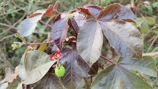 Jatropha gossypiifolia Baigaba a medicinal plant of Odisha Dr. Sanjeet Kumar #medicinalplant