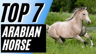 7 Interesting Facts About Arabian Horses - Arabian Horses 101