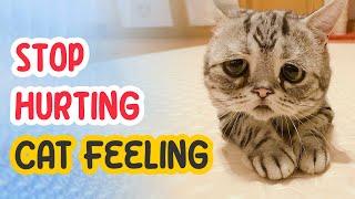 9 Things that EMOTIONALLY Hurt Your Cat 