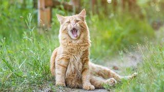 Music to Calm Your Cat  Relaxing Cat Music Mix  Relaxation and Sleep Music