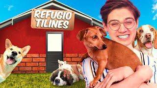 ABRI UN REFUGIO PARA PERROS 