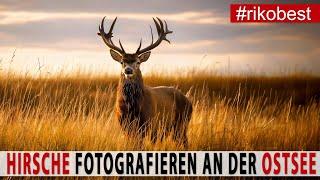 Fotografieren wie ein Profi Atemberaubende Hirschbrunft an der Ostsee  Canon R5 MKII im Einsatz