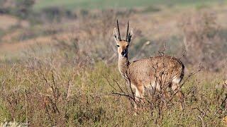 Man vs Africa Vaal Rhebok South Africa