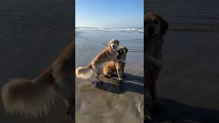 Dogs get a surprise beach day