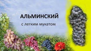 @Виноград Альминский. Винный виноград мускат