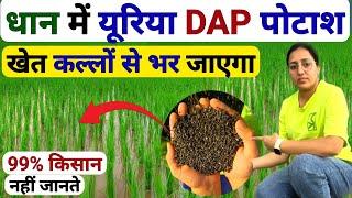 धान में Urea DAP और Potash fertilizer डालने का नया फार्मूला  Dhan me kalle kaise badhaye  Dhan