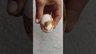 The chick is dying inside the egg