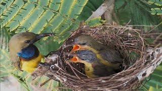 #EP9 .Garden sunbird birds Feed the baby in the nest  Review Bird Nest 