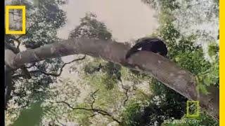 Chimps Hunting in Trees  National Geographic