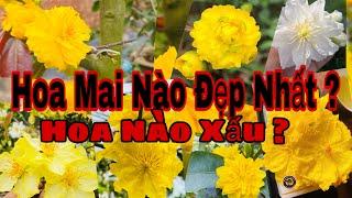 hoa mai vàng nào đẹp nhất ? giống mai vàng nào đẹp nhất ?