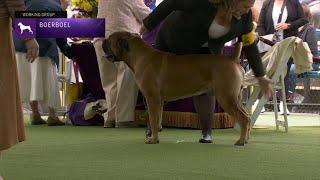 Boerboels  Breed Judging 2023