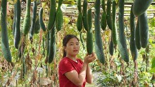 Lieu  Harvest Winter Melon Goes to the market to sell & Prepare dishes from Winter Melon