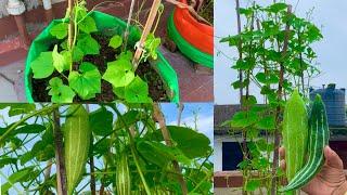 How To Grow Organic Snake Gourds In Grow Bag At Home Garden