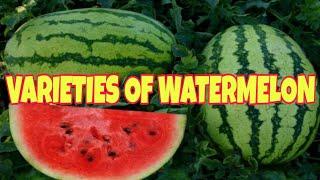 VARIETIES OF WATER MELON  #watermelon #IndayLynne