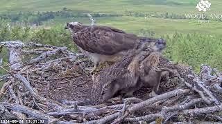 Fight Loch Arkaig Osprey Nest Two is getting a bit crowded the chicks have a pop 24 Jun 2024