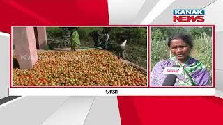 Tomato Farming Redeeming Financial Stability  Odisha