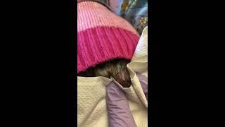 Anal sac abscess in a dog. How I treat them.