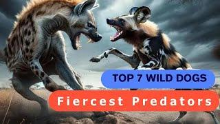 Natures Fiercest Predators Top 7 Wild Dogs