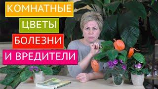 БОЛЕЗНИ И ВРЕДИТЕЛИ КОМНАТНЫХ РАСТЕНИЙ МЕТОДЫ БОРЬБЫ С НИМИ БОЛЬШОЙ ОБЗОР