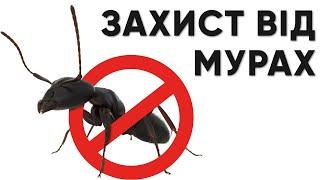 Захист від садових та домашніх мурах. Антаут - біопрепарат-принада. ENZIM Biotech