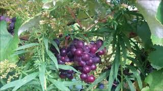 Home grown grapes almost ready