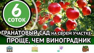 Гранатовый сад на своем участке. Проще чем виноградник. 6 соток 30.10.2023