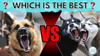 German Shepherd Vs Siberian Husky. Which is the BEST?  Monkoodog