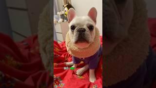 Why are Africans terrified by dogs? #frenchbulldog #frenchies