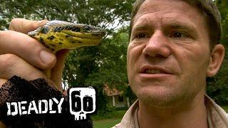 Anaconda Almost Crushes Steves Hand  Deadly 60  BBC Earth Kids