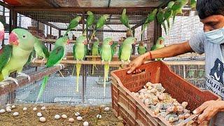 Genius Ways for Raising African Lovebirds Raising Lovebirds Made Easy with Our Handfeed Formula