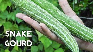 Growing Gourds Part 3 of 5 - Snake Gourds