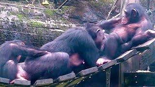 互相清理屁股Chimpanzee DailyTaipei zoo#黑猩猩 #chimpanzee  #animals