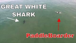 OC Sheriffs Helicopter warns Paddle boarders of 15 great white sharks HD